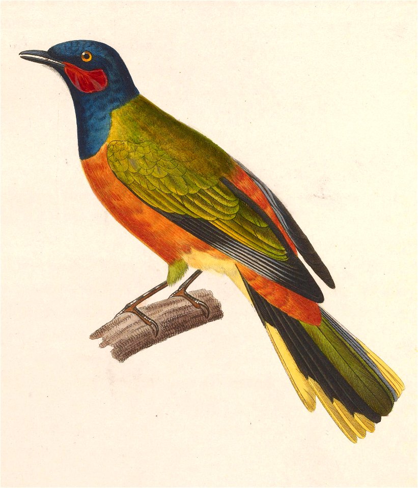 Lobotos lobatus male 1838