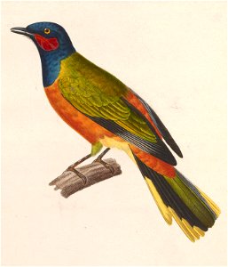 Lobotos lobatus male 1838