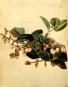 Loddiges 1372 Gaultheria shallon