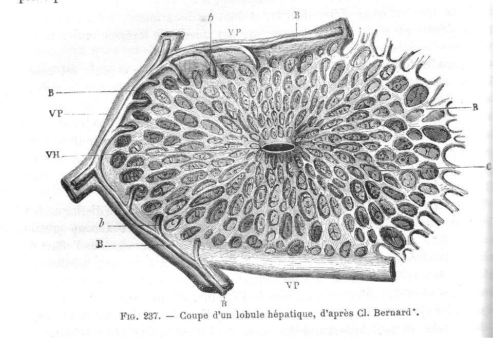 LobuleFoieChauveauCM1890