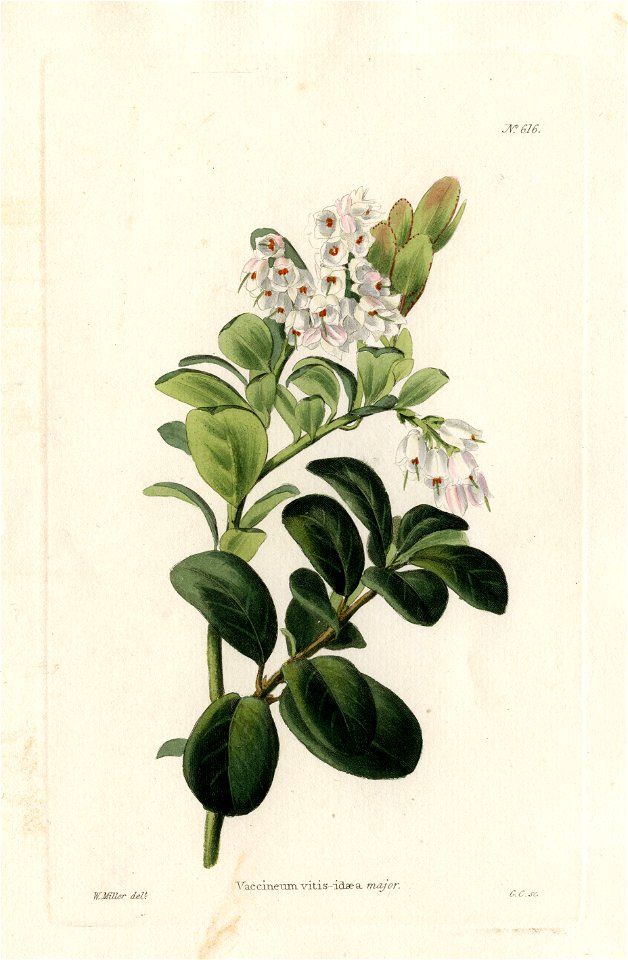 Loddiges 616 Vaccineum vitis-idaea drawing by W Miller