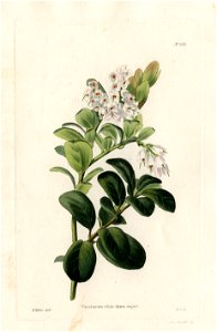 Loddiges 616 Vaccineum vitis-idaea drawing by W Miller