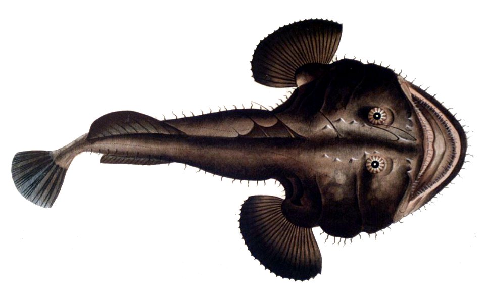 Lophius piscatorius1