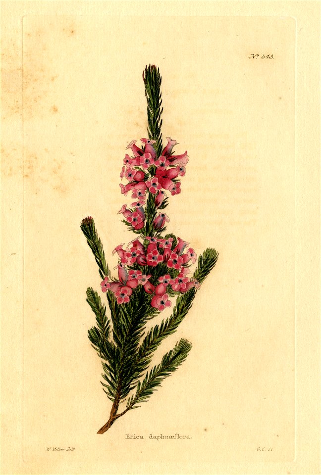 Loddiges 543 Erica daphnaeflora drawn by W Miller. Free illustration for personal and commercial use.