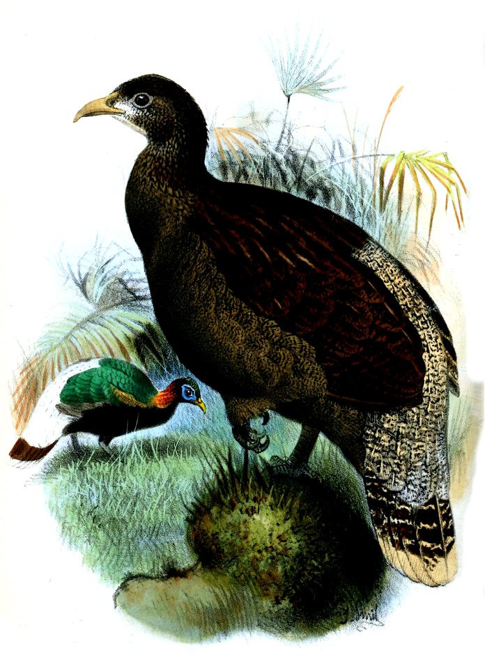 LophophorusSclateriSmit