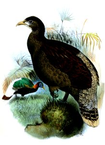 LophophorusSclateriSmit