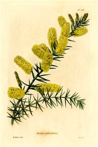 Loddiges 535 Acacia verticillata drawn by W Miller. Free illustration for personal and commercial use.