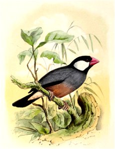 Lonchura oryzivora 1869