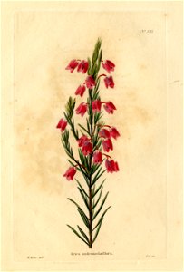 Loddiges 521 Erica andromedaeflora drawn by W Miller. Free illustration for personal and commercial use.