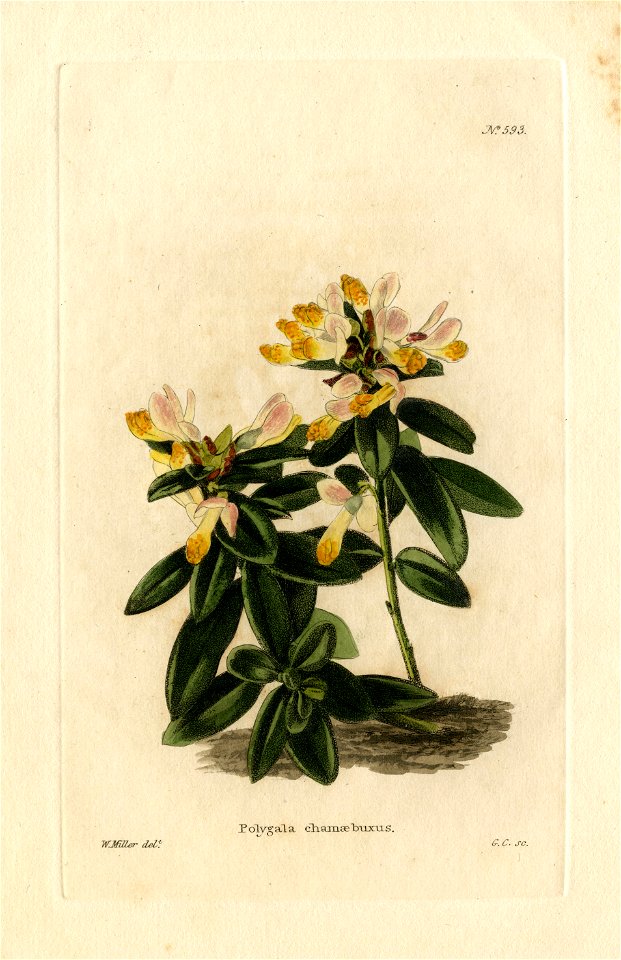 Loddiges 593 Polygala chamaebuxus drawn by W Miller. Free illustration for personal and commercial use.