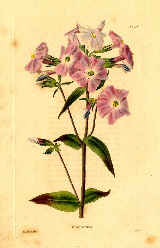 Loddiges 711 Phlox carnea drawn by W Miller