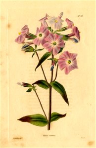Loddiges 711 Phlox carnea drawn by W Miller. Free illustration for personal and commercial use.
