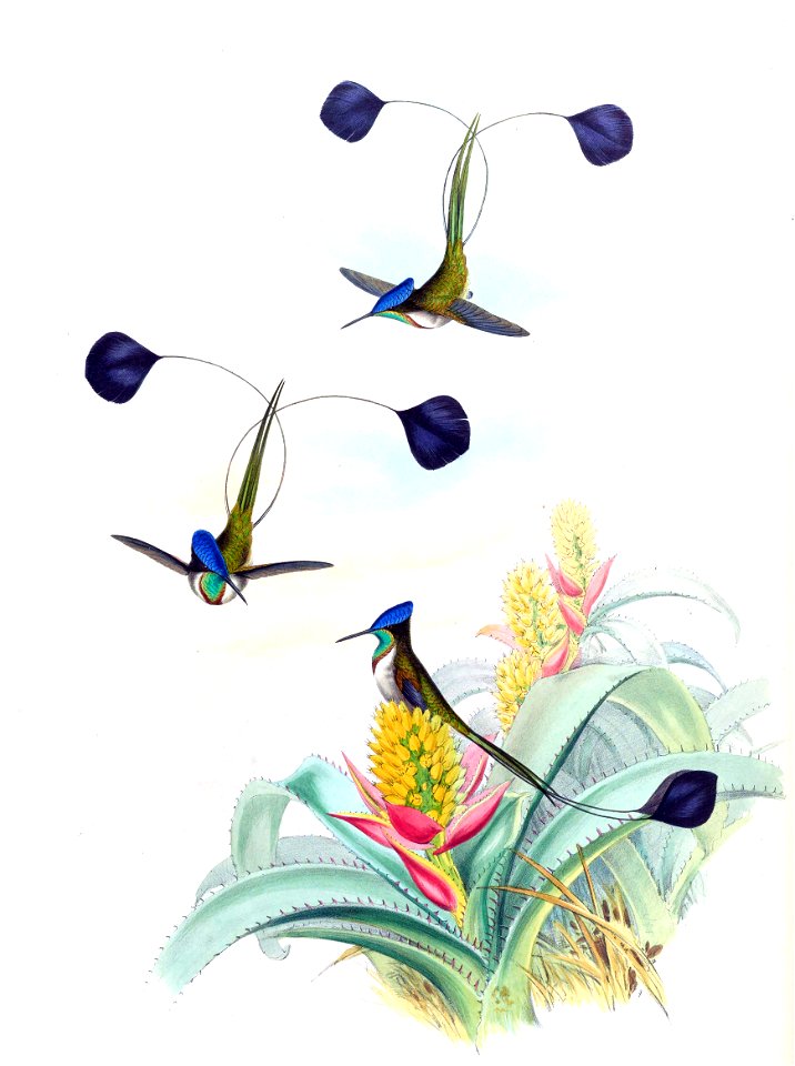 Loddigesia mirabilis + Aechmea mucroniflora - Gould Troch. pl. 161