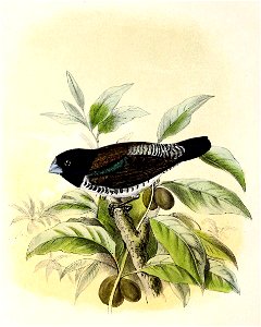 Lonchura cucullata 1869