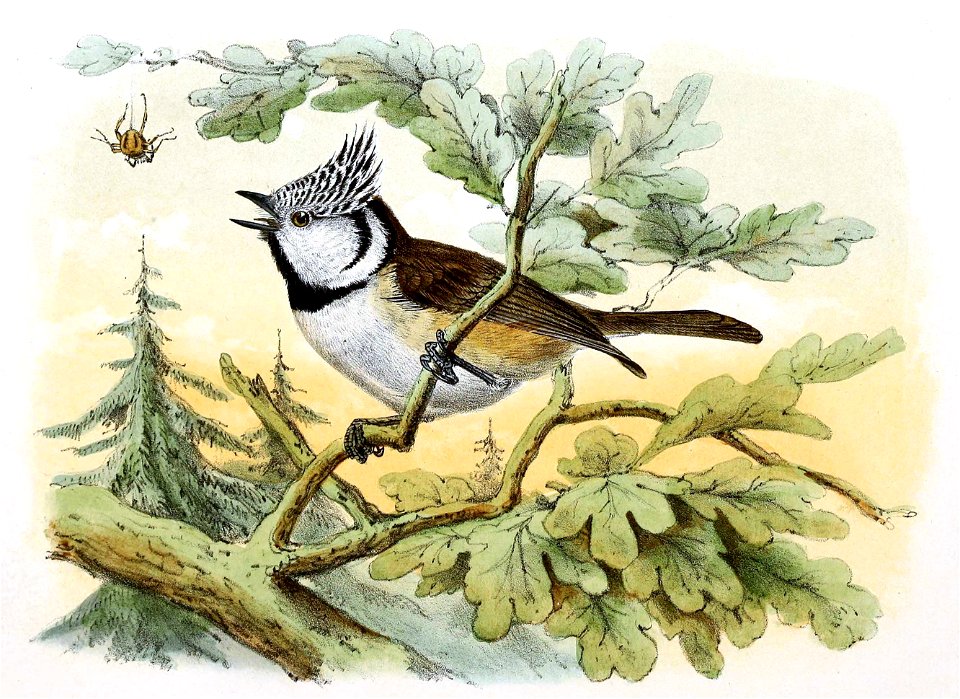Lophophanes cristatus 1869