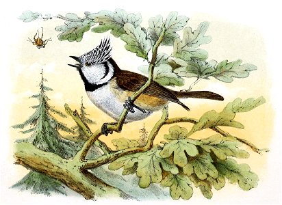 Lophophanes cristatus 1869