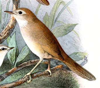 Locustella luteoventris 1889