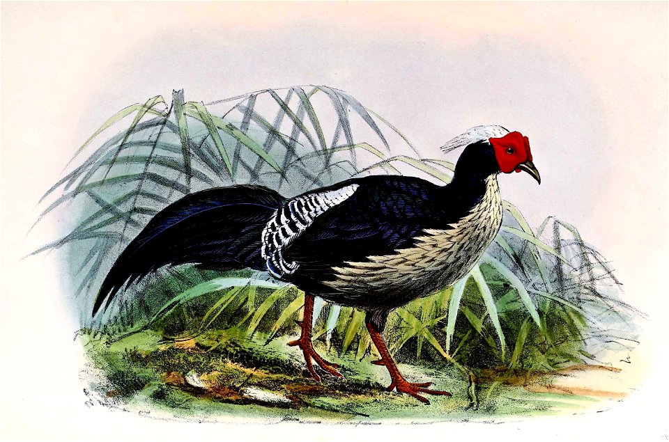 Lophura leucomelanos 1873