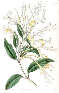Lonicera longiflora