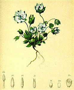 Lomatogonium carinthiacum Atlas Alpenflora