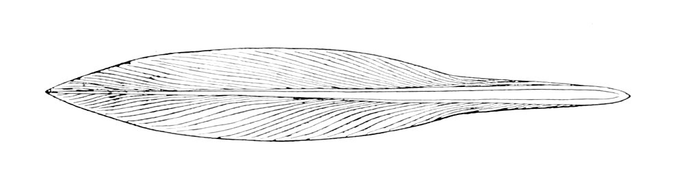 Loligo pealeii gladius