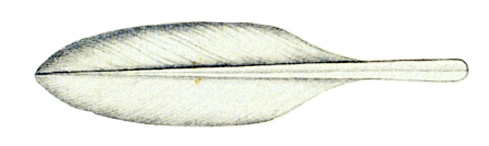 Lolliguncula brevis gladius