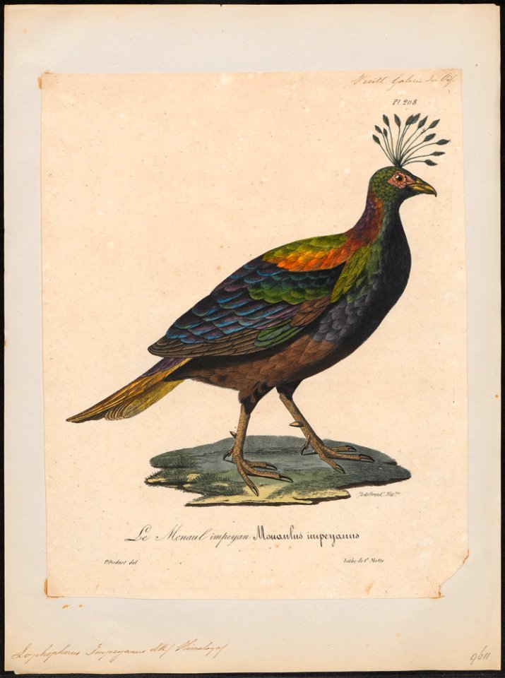 Lophophorus impeyanus - 1825-1834 - Print - Iconographia Zoologica - Special Collections University of Amsterdam - UBA01 IZ16900233