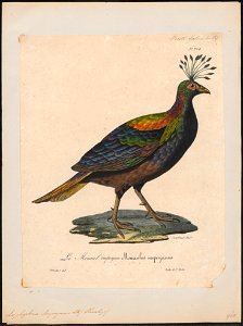 Lophophorus impeyanus - 1825-1834 - Print - Iconographia Zoologica - Special Collections University of Amsterdam - UBA01 IZ16900233