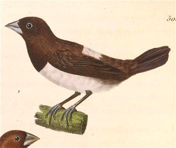Lonchura striata 1838