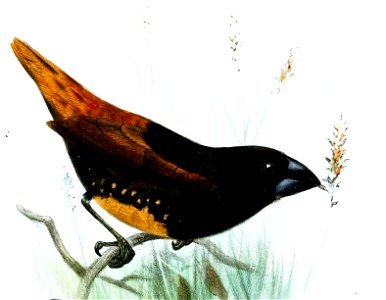 Lonchura melaena melaena Smit