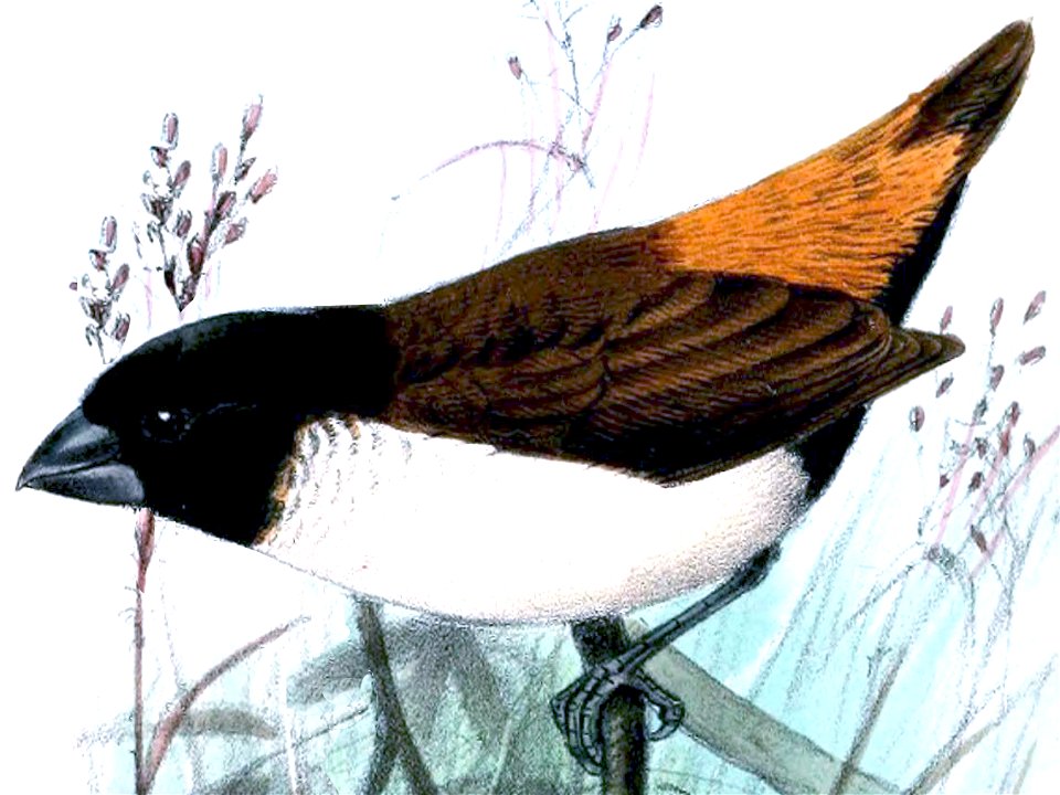 Lonchura spectabilis