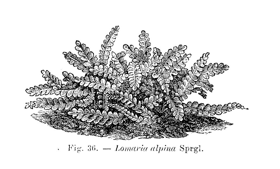 Lomaria alpina (dessin)
