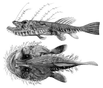 Lophiodes naresi