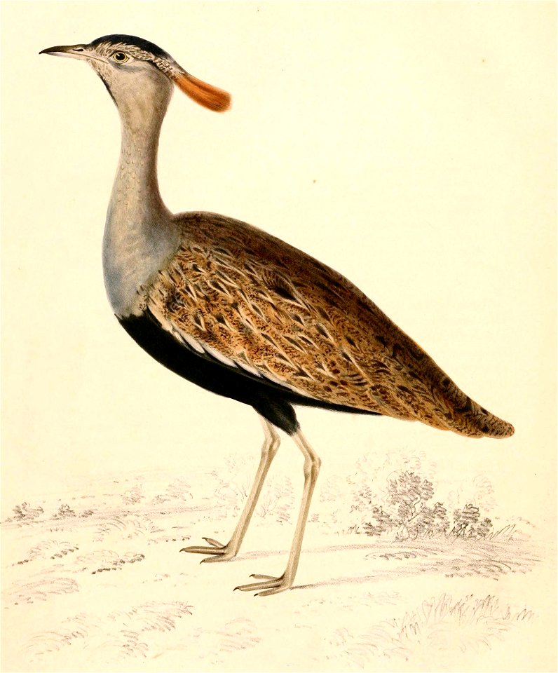 Lophotis ruficrista 1838