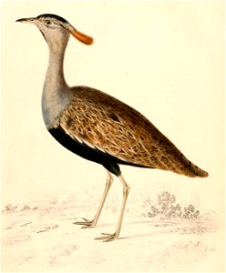 Lophotis ruficrista 1838