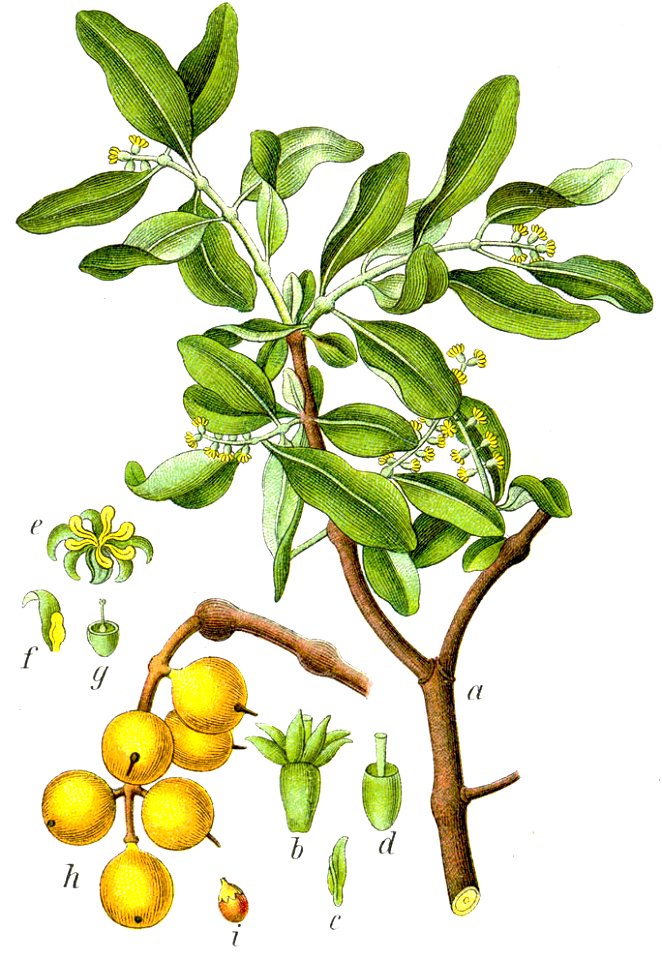 Loranthus europaeus Sturm43