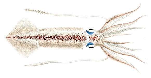 Loligo patagonica