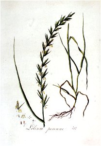 Lolium perenne — Flora Batava — Volume v3