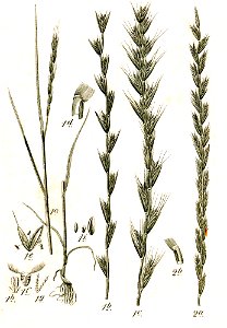 Lolium spp Sturm52