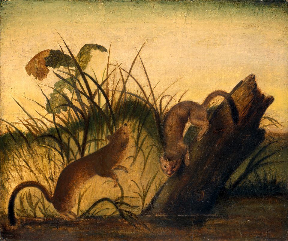 Long-Tailed Weasel E-000635-20111107