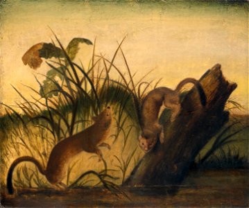 Long-Tailed Weasel E-000635-20111107