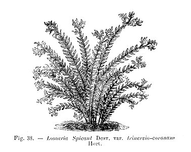Lomaria spicant trinervo-coronans