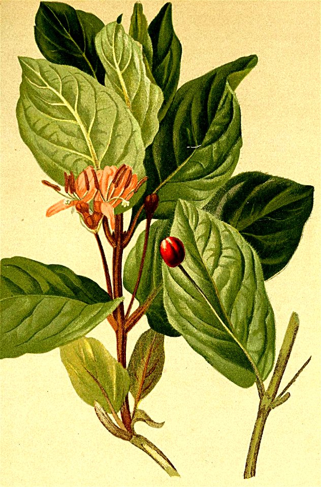 Lonicera alpigena Atlas Alpenflora