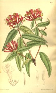 Lonicera giraldii 135-8236