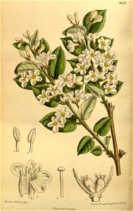 Lonicera tatarica 142-8677