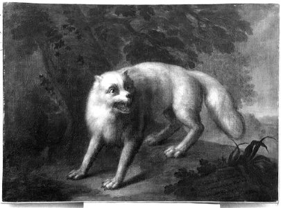 Lorens Pasch d.ä. - Vit räv - NMDrh 783 - Nationalmuseum