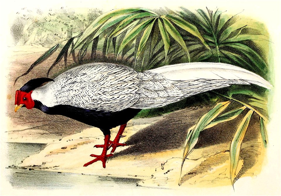 Lophura nycthemera 1869