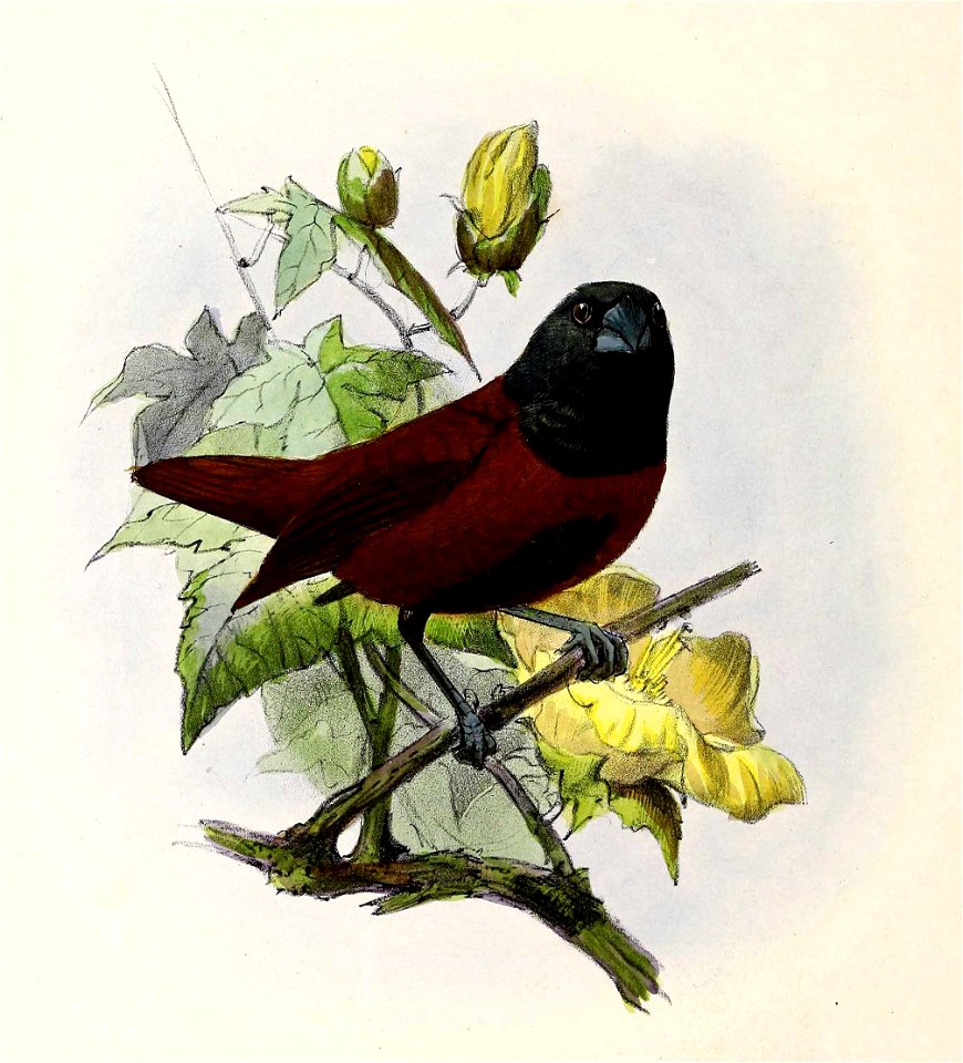Lonchura atricapilla rubronigra 1876