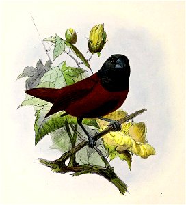 Lonchura atricapilla rubronigra 1876