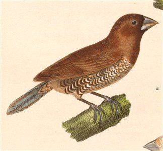 Lonchura punctulata nisoria 1838